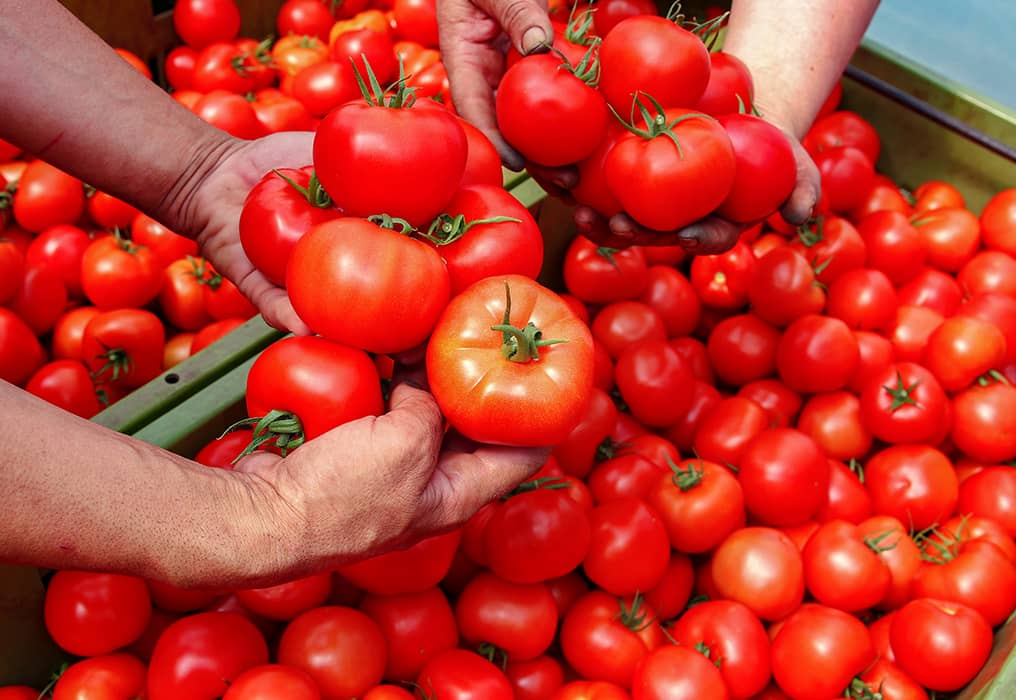 Caisses de tomates en vrac