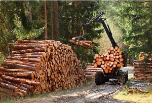 Image de machine en train de couper des arbres dans le programme de coupe des forêts publiques